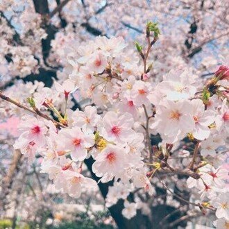 ミニいろは 司法試験受験生