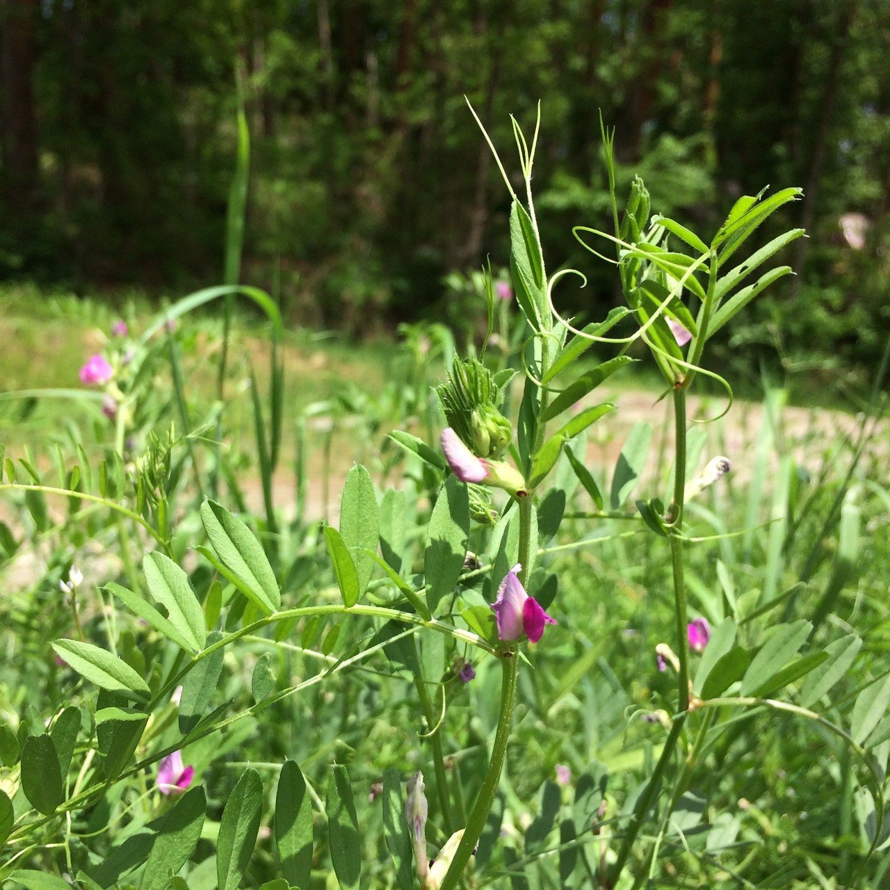 カラスノエンドウを食べてみる ふみぐら社 Yunde Ippei Note カラスノエンドウを食べてみる ふみぐら社 Yunde Ippei Note