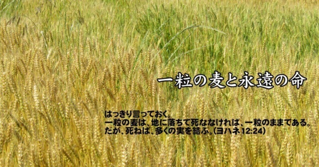 一粒の麦と永遠の命｜たかぱん
