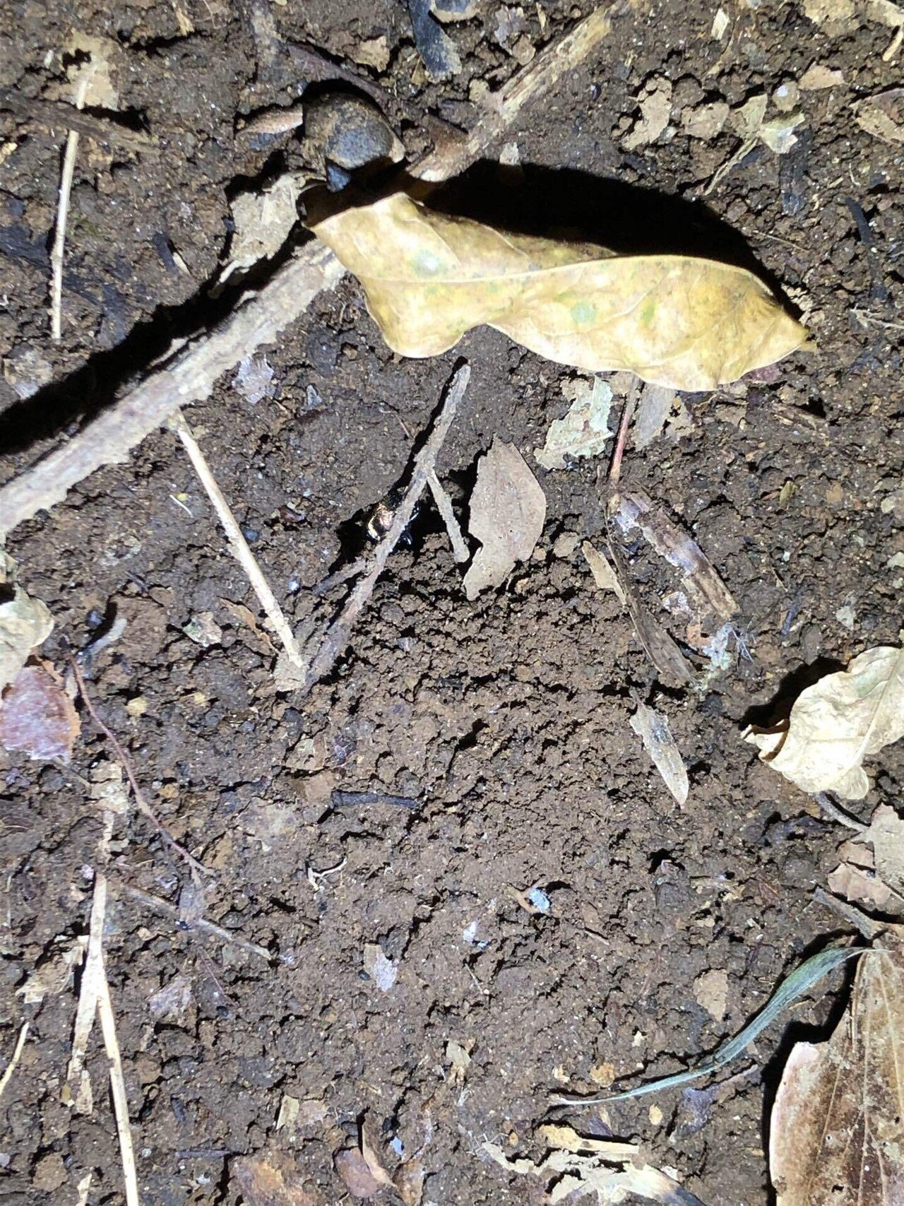 野外にて越冬準備を行うオサムシの観察記録2例｜トモロウ