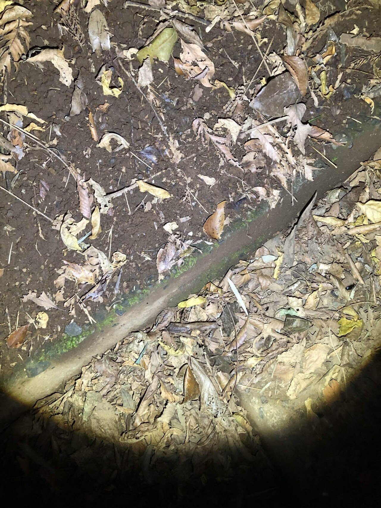 野外にて越冬準備を行うオサムシの観察記録2例｜トモロウ