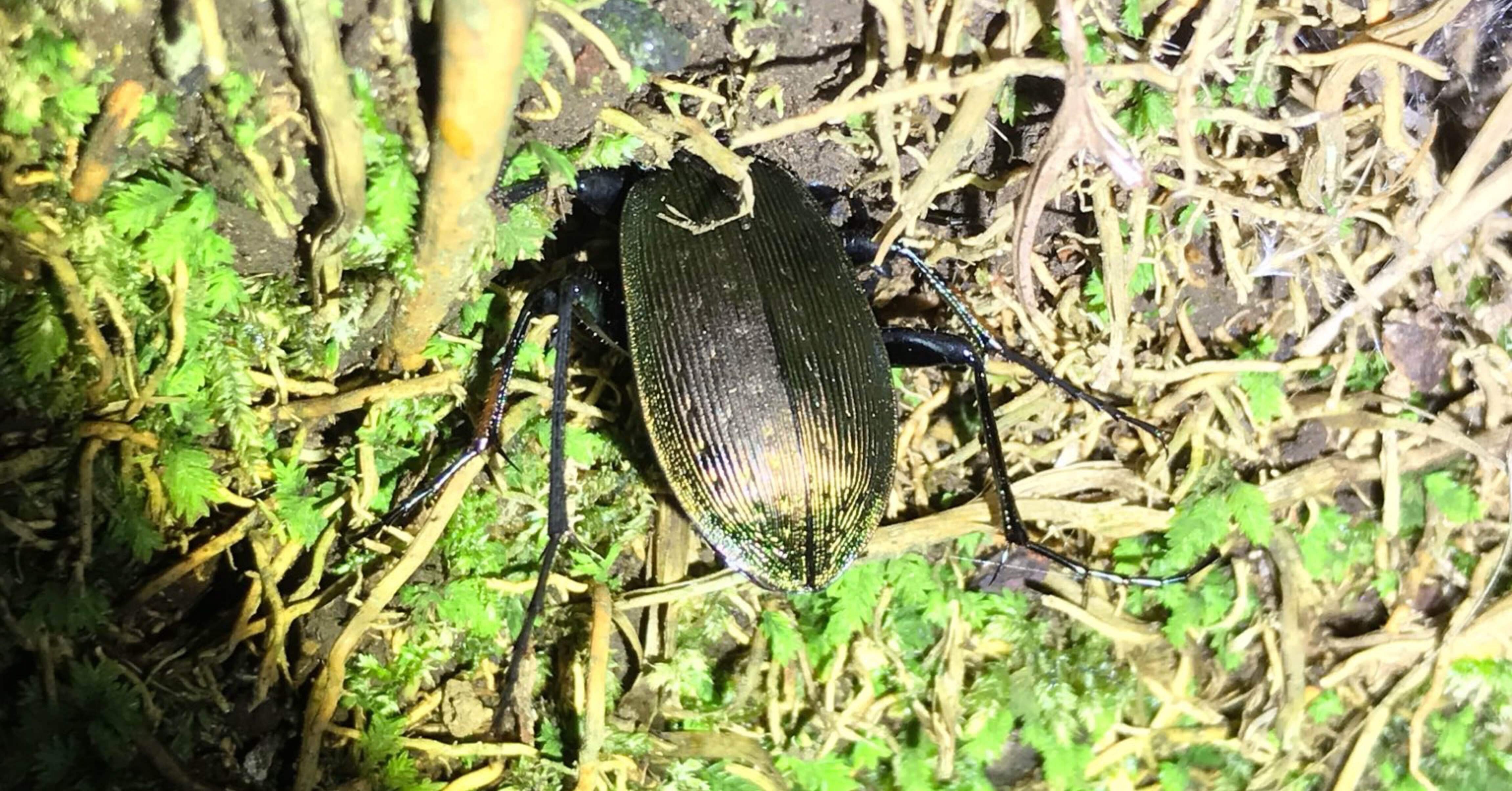 野外にて越冬準備を行うオサムシの観察記録2例｜トモロウ