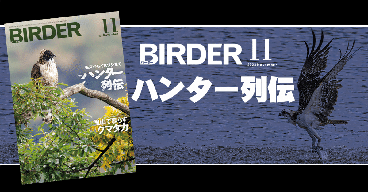 BIRDER11月号の見どころ｜ブンイチ（文一総合出版）