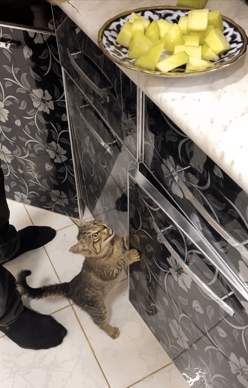 台所に置かれたカットされたメロンと、それを狙う子猫