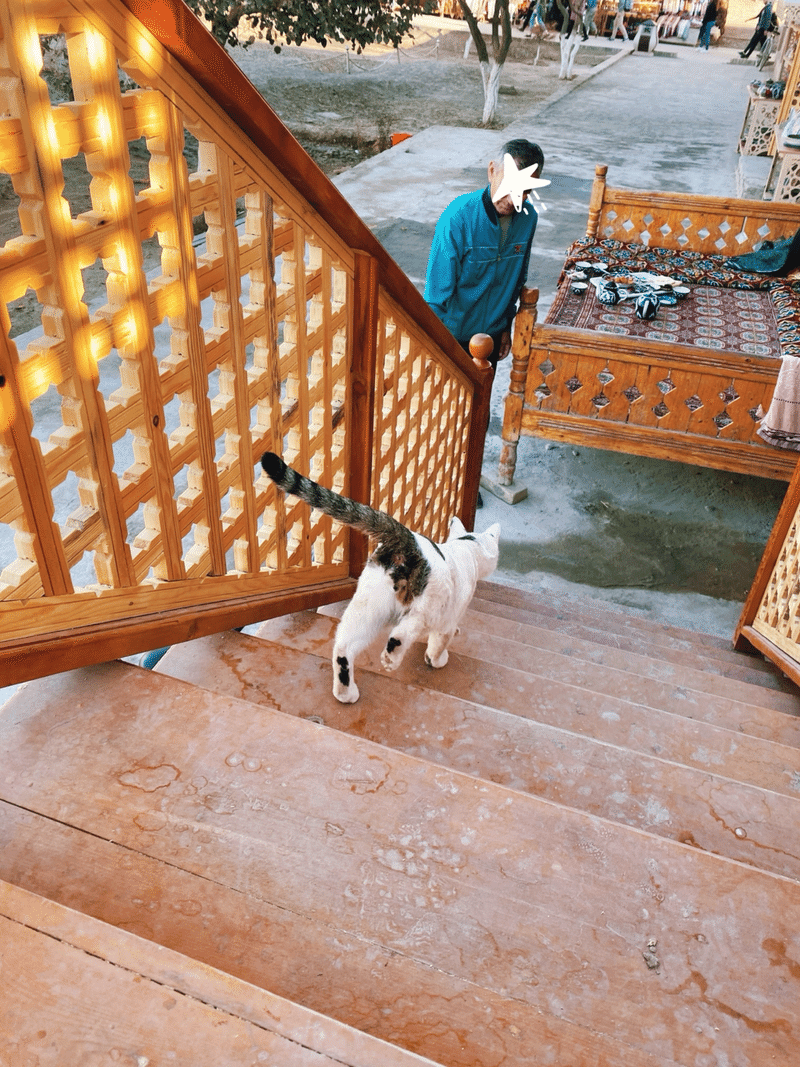 木製の外階段を駆け降りる猫と、それを見る男性