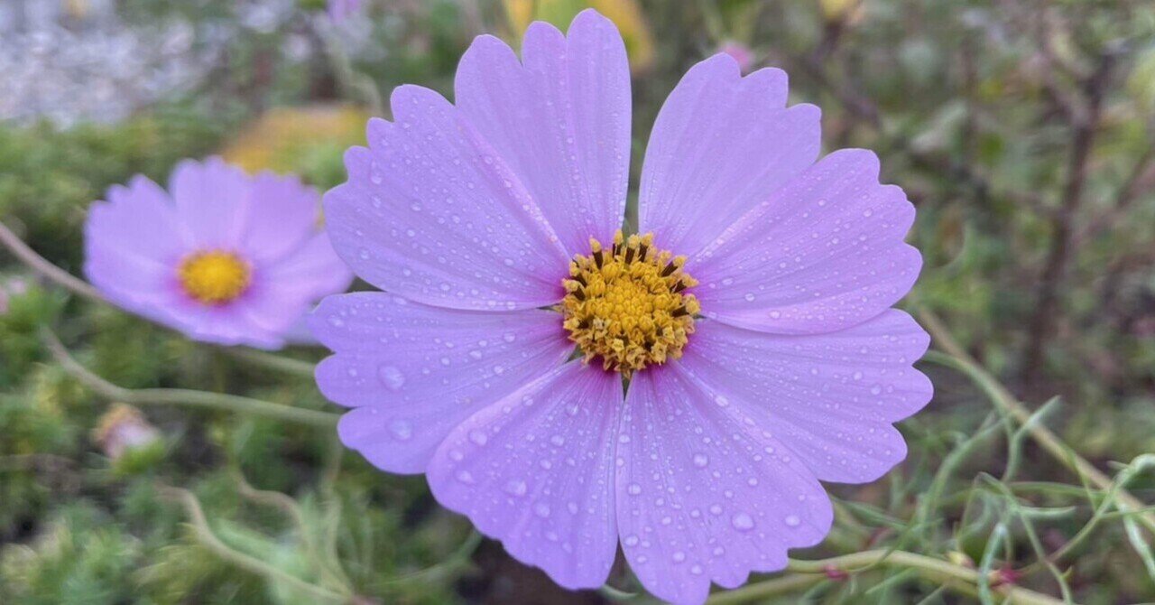 10月14日～15日、八ヶ岳の庭の花写真｜とーちゃん・かーちゃん