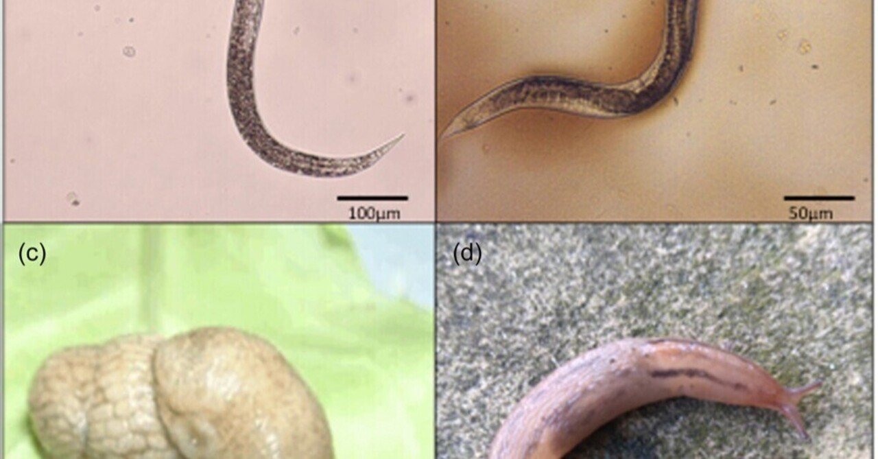 寄生性線虫は腹足類宿主の感受性に異常をもたらすが、抵抗性は示さない