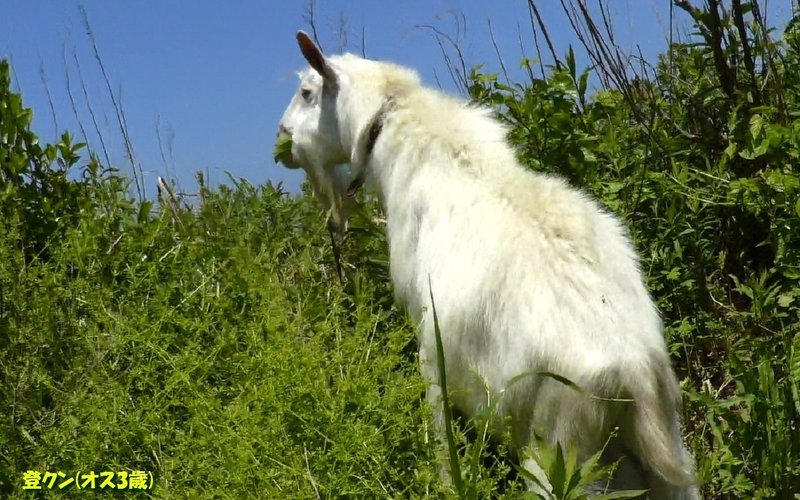 ヨガ ビジネスに暗雲 片岡鶴太郎の膝のケガ Iq180 老人の 若返りダイエット 日記