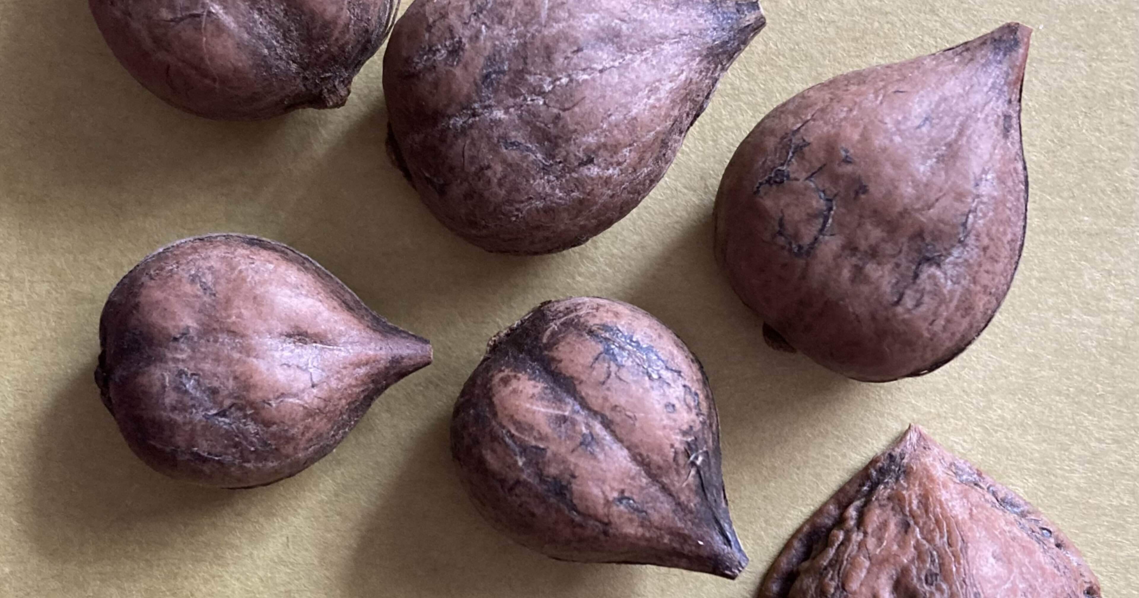 姫クルミ見つけた｜そば茶