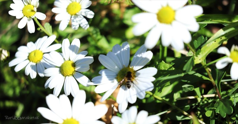 白いお花と蜂さん