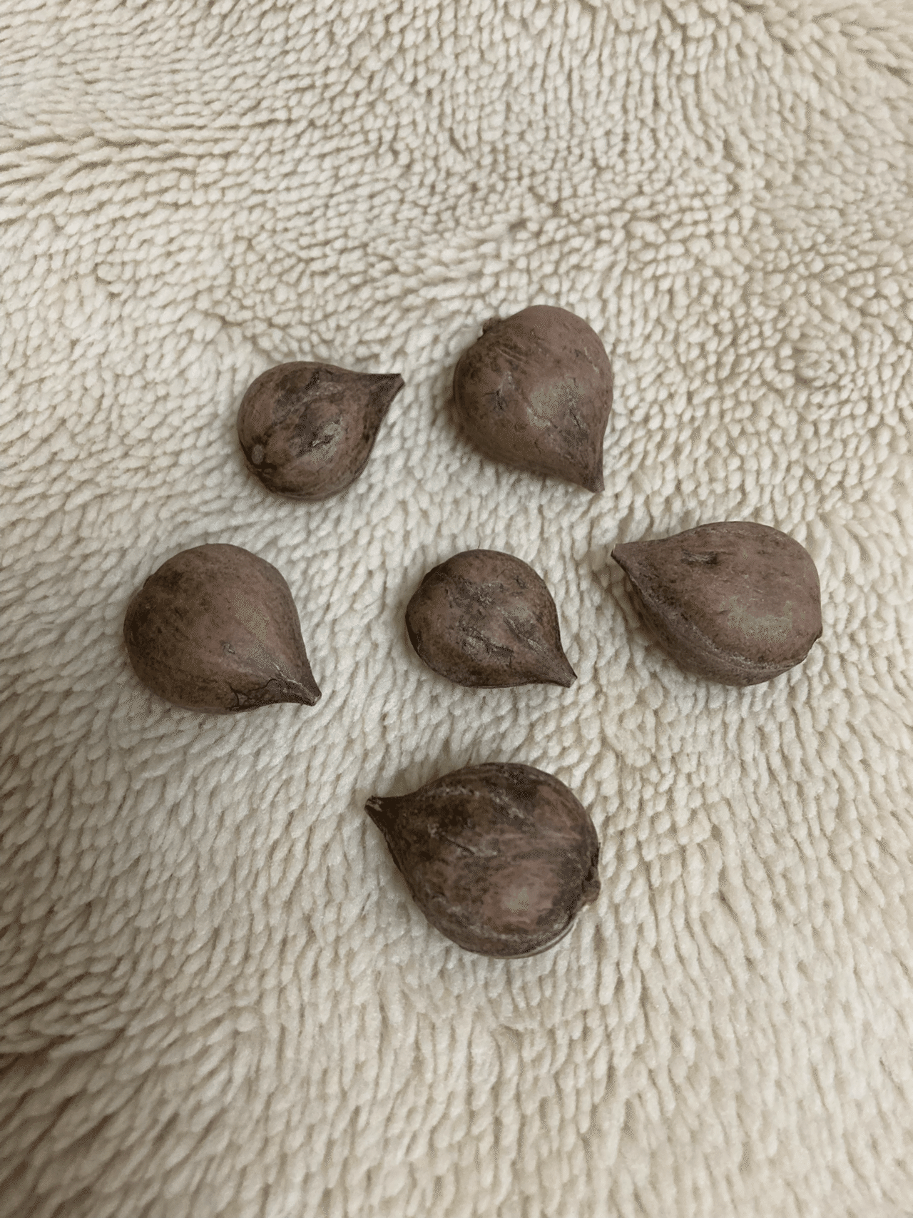 姫クルミの苗 2本 匿名配送