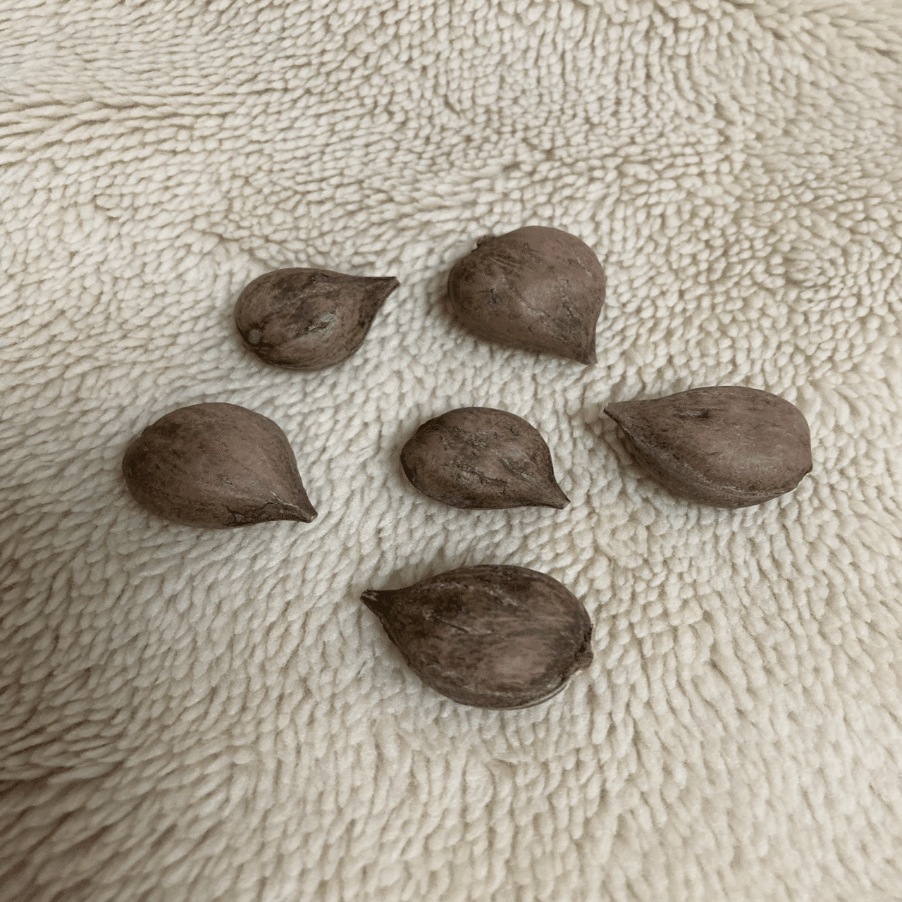 姫クルミ見つけた｜そば茶