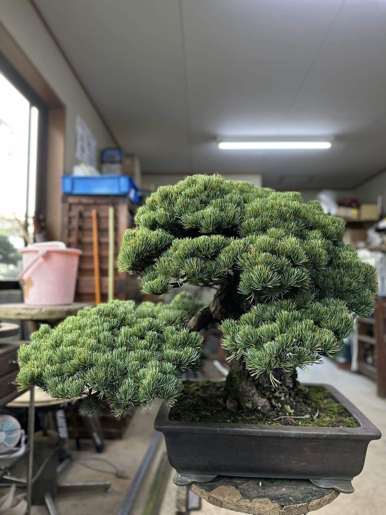 姫蘇鉄　盆栽　変形　希少 姫蘇鉄 盆栽 古木 希少 - メルカリ