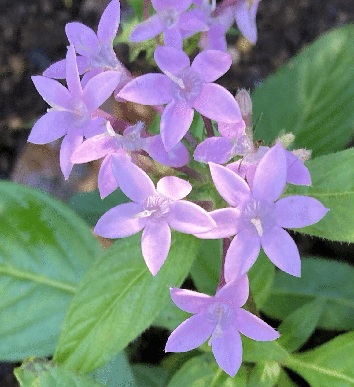 姫クルミの苗 2本 匿名配送 姫クルミの苗 2本 匿名配送 苗木・植木