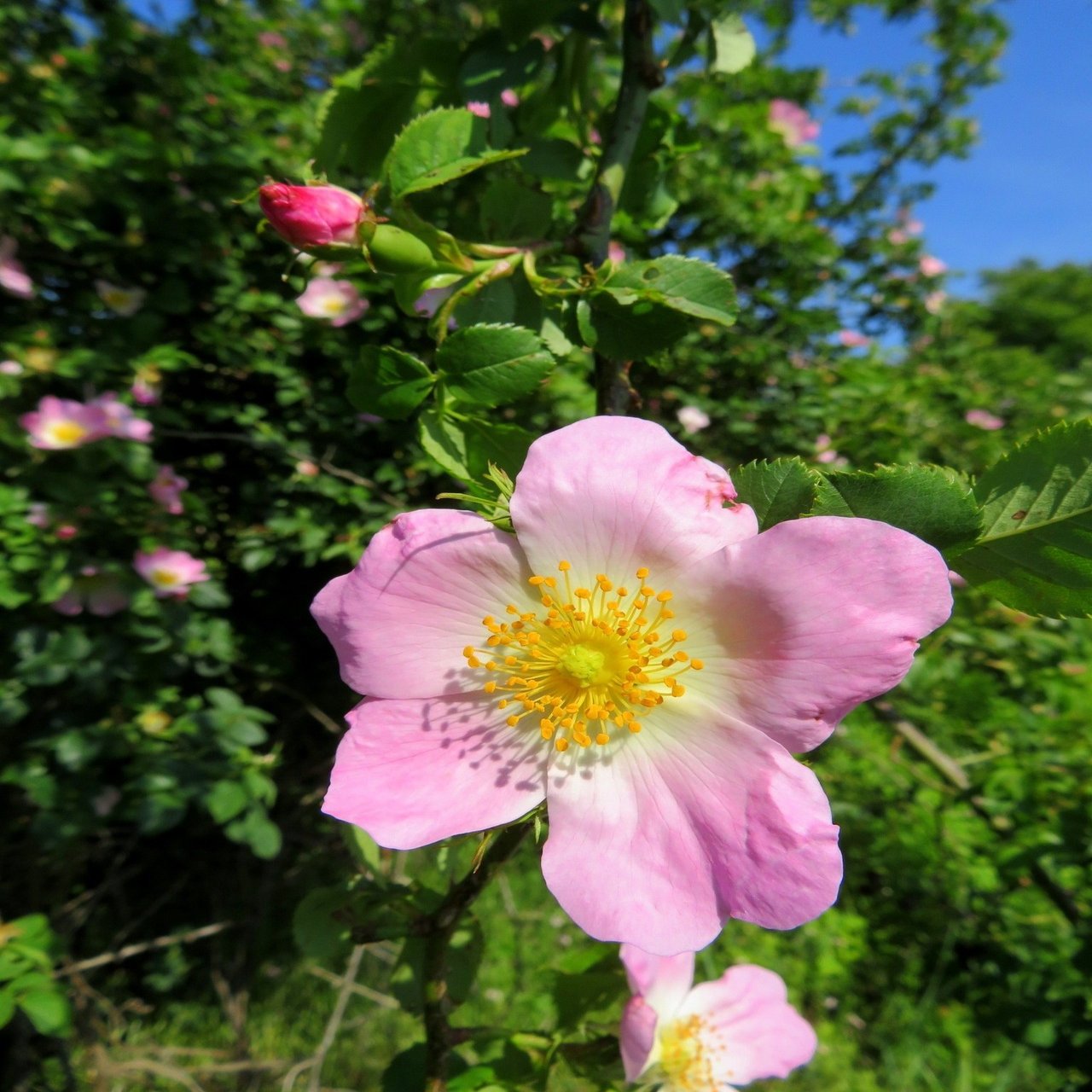イヌバラ Eiko Toda Note