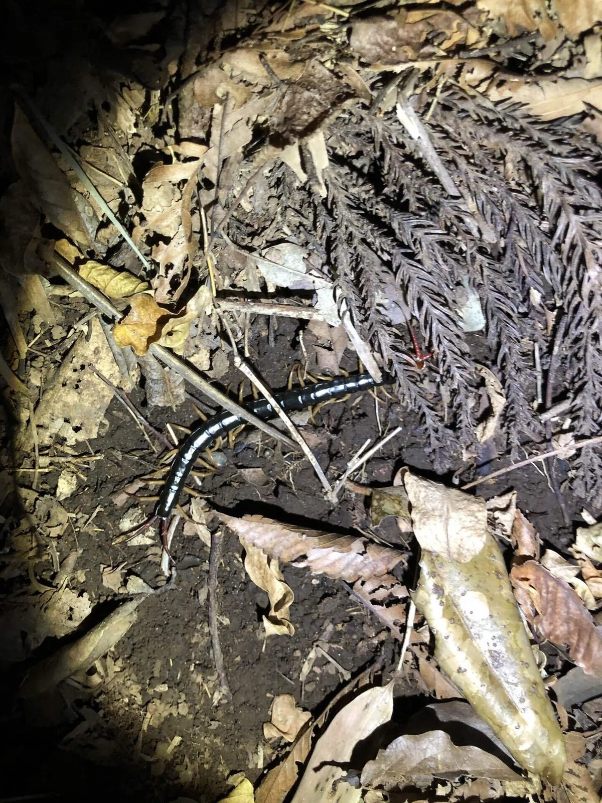 Re4sitance Development Insects Encounter with the Near-Threatened Kaneko Trapdoor Spider|トモロウ