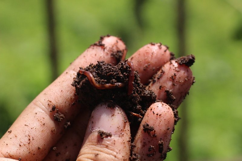 Pizza 4p Sでは レストランでミミズを飼っています Yuma Note