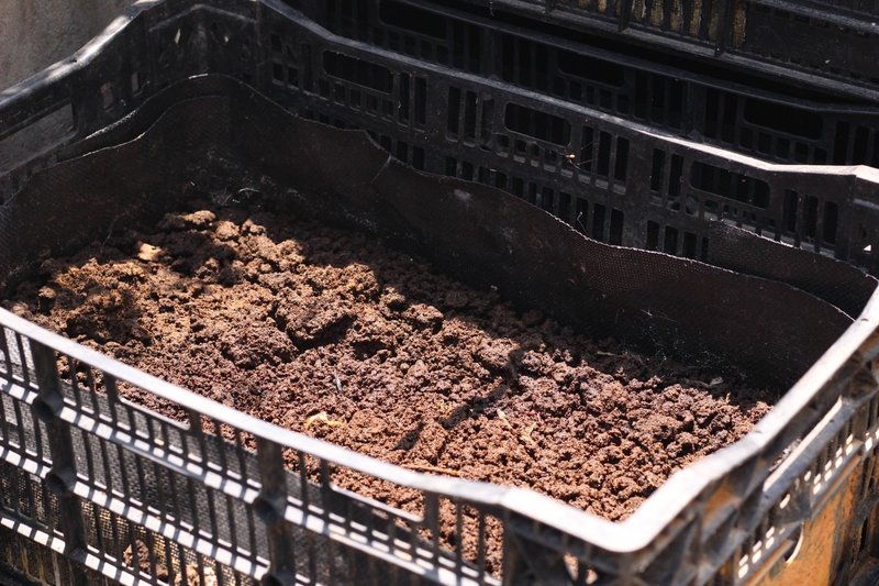 Pizza 4p Sでは レストランでミミズを飼っています Yuma Note