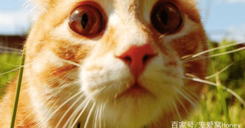 日曜日の癒やし猫動画 今日は変なやつも一緒に 中国情報局 北京オフィス Note 日曜日の癒やし猫動画 今日は変なやつも一緒に 中国情報局 北京オフィス Note