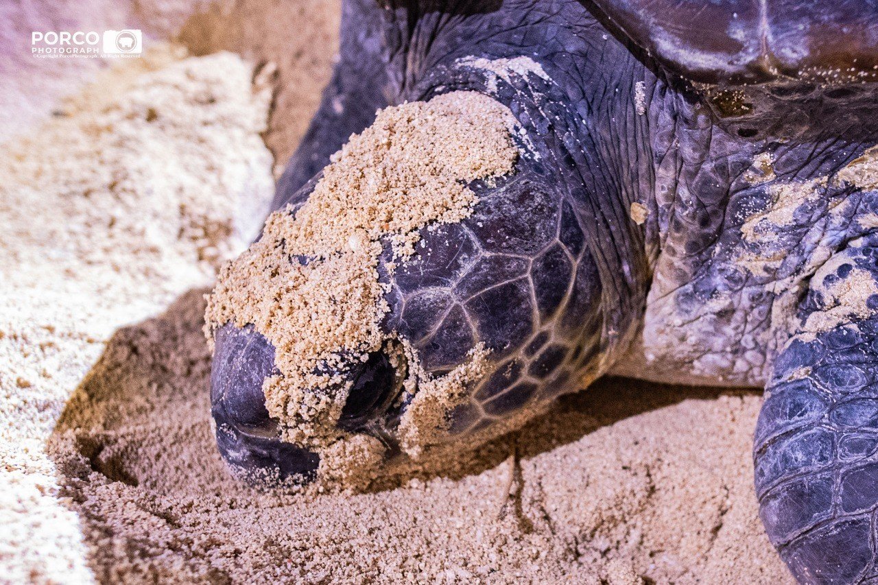ウミガメの涙 ポルコ 焚火が好きで沖縄で一番子供を可愛く撮れると思い込んでいるフォトグラファー Note ウミガメの涙 ポルコ 焚火が好きで沖縄で一番子供を可愛く撮れると思い込んでいるフォトグラファー Note