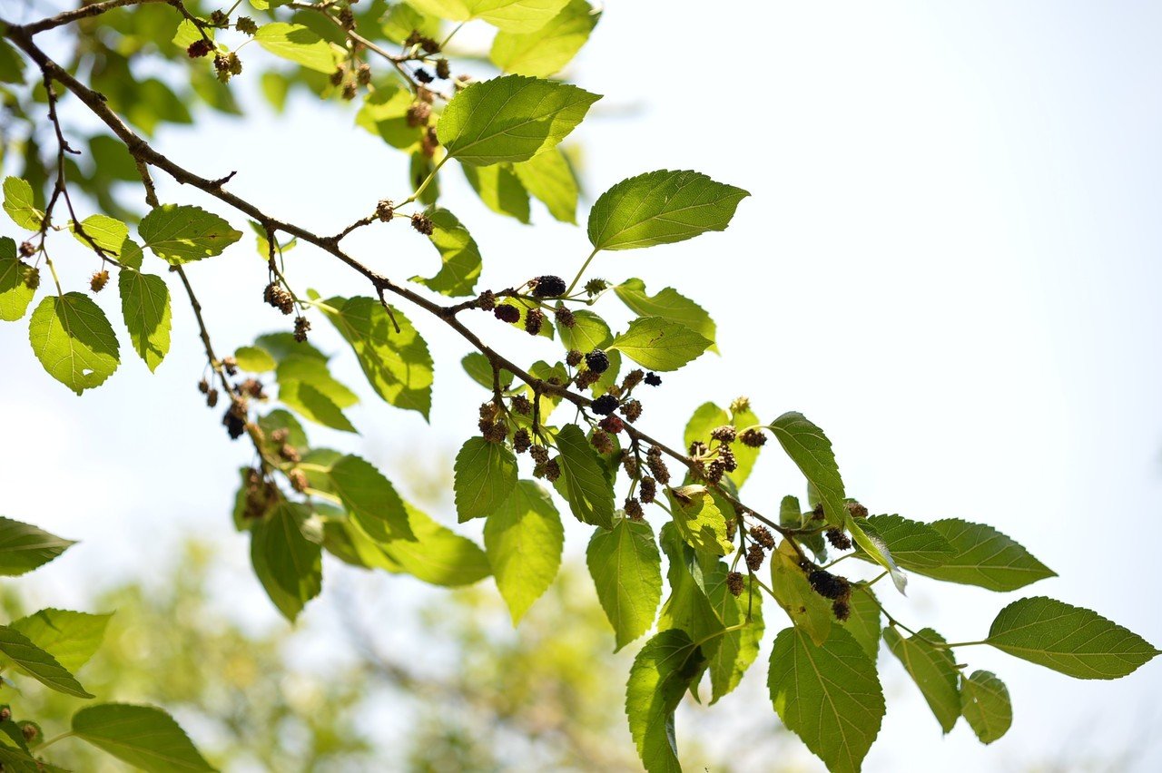 桑の実酒 楽しい台所醸造 Hijet6243 Note 桑の実酒 楽しい台所醸造 Hijet6243 Note