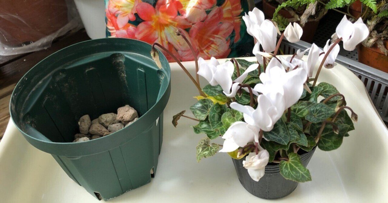 シクラメン様 花色見本 | シクラメンの鉢花のことなら ｜ 合同会社桐屋