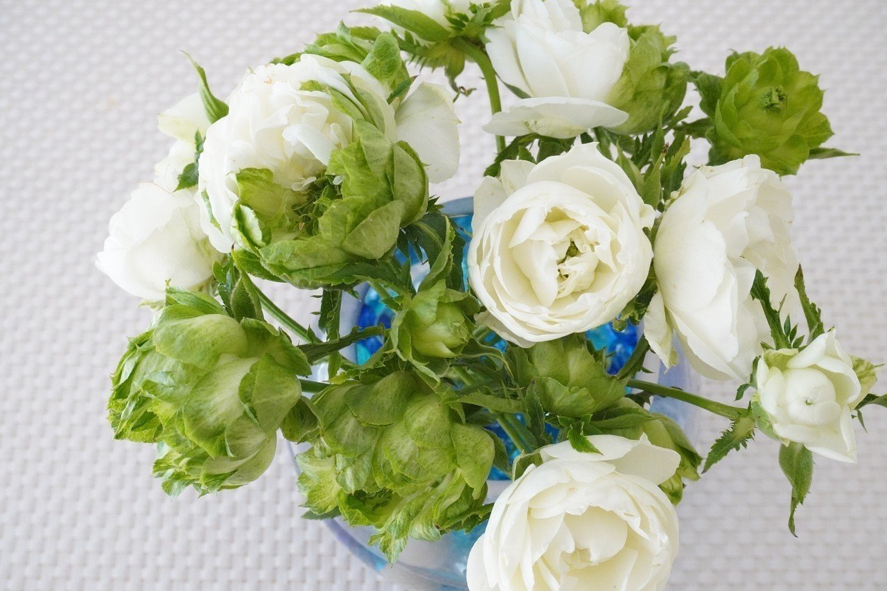 淡いグリーンのバラ エクレール 食の工房オフィスアルベロ イタリア料理教室 In 神戸 Note 淡いグリーンのバラ エクレール 食の工房オフィスアルベロ イタリア料理教室 In 神戸 Note