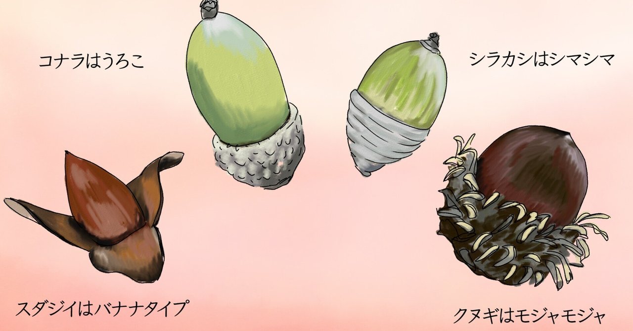 木工くま吉 どんぐりの帽子を被った子 （帽子をかぶった あかい