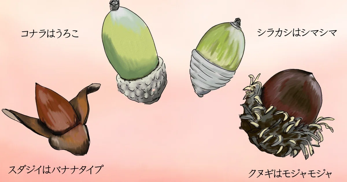 いろんな形どんぐりの帽子｜くますけ｜自然ガイド・クリエイター
