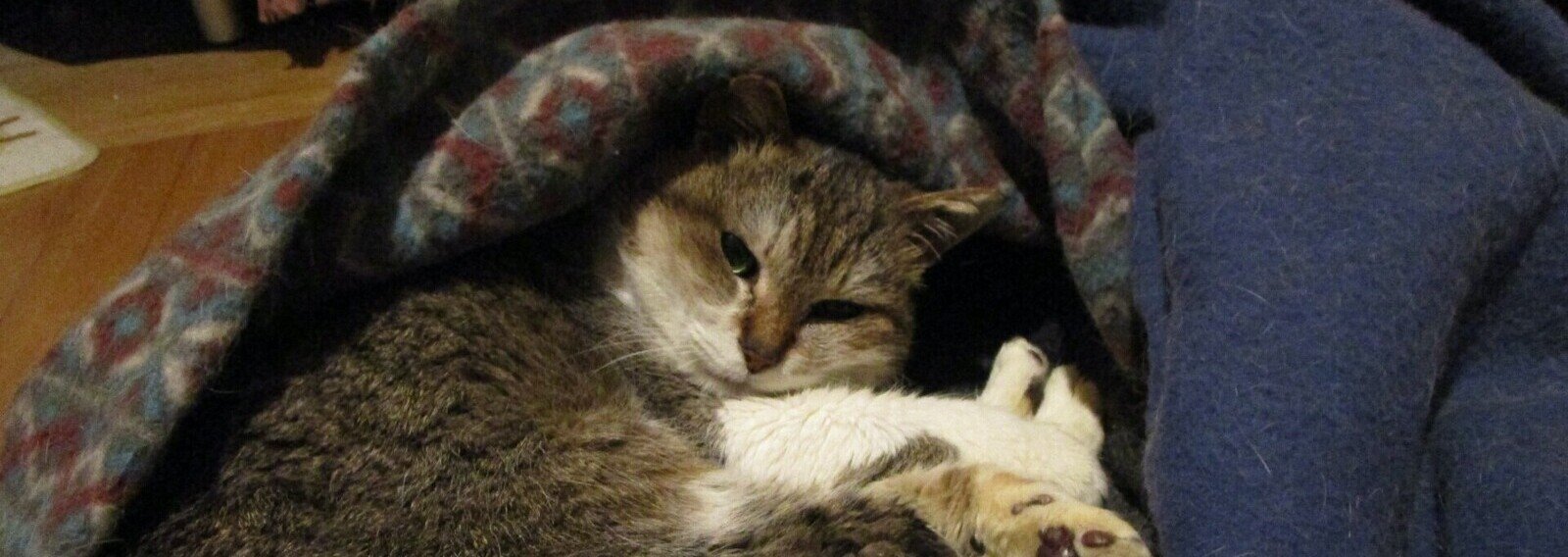 むらやん＠猫キチ作曲家（Kei Murayama）｜note