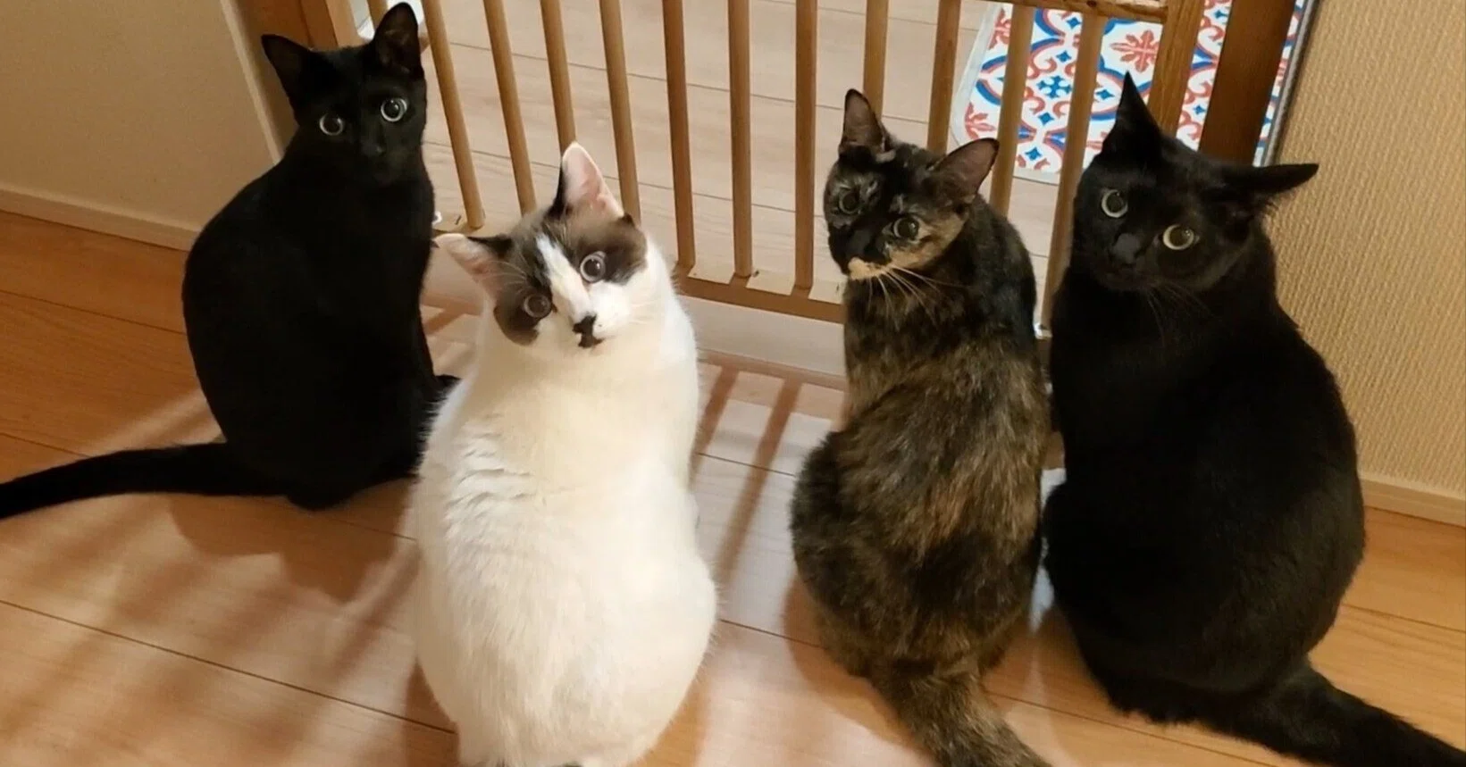 見返り美人はもう古い？4匹の猫が一斉に振り返ると…「見返り美猫」に