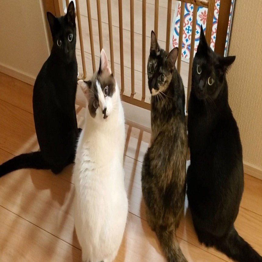 見返り猫美人　Cat Beauty looking back 見返り美人はもう古い？4匹の猫が一斉に振り返ると…「見返り美猫」に