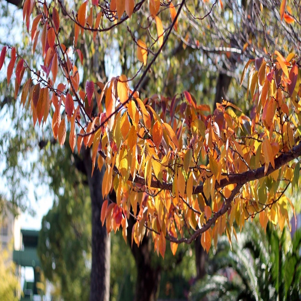 秋は第二の春。木の葉がみんな花になる。｜鈴木咲子/ Sakiko Suzuki
