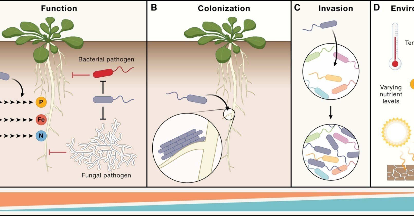微生物の病原性と植物の防御応答 深い発見が植物マイクロバイオーム科学の困難な展開を示唆する｜哉百名