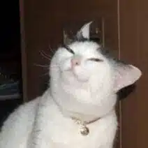 salviasage