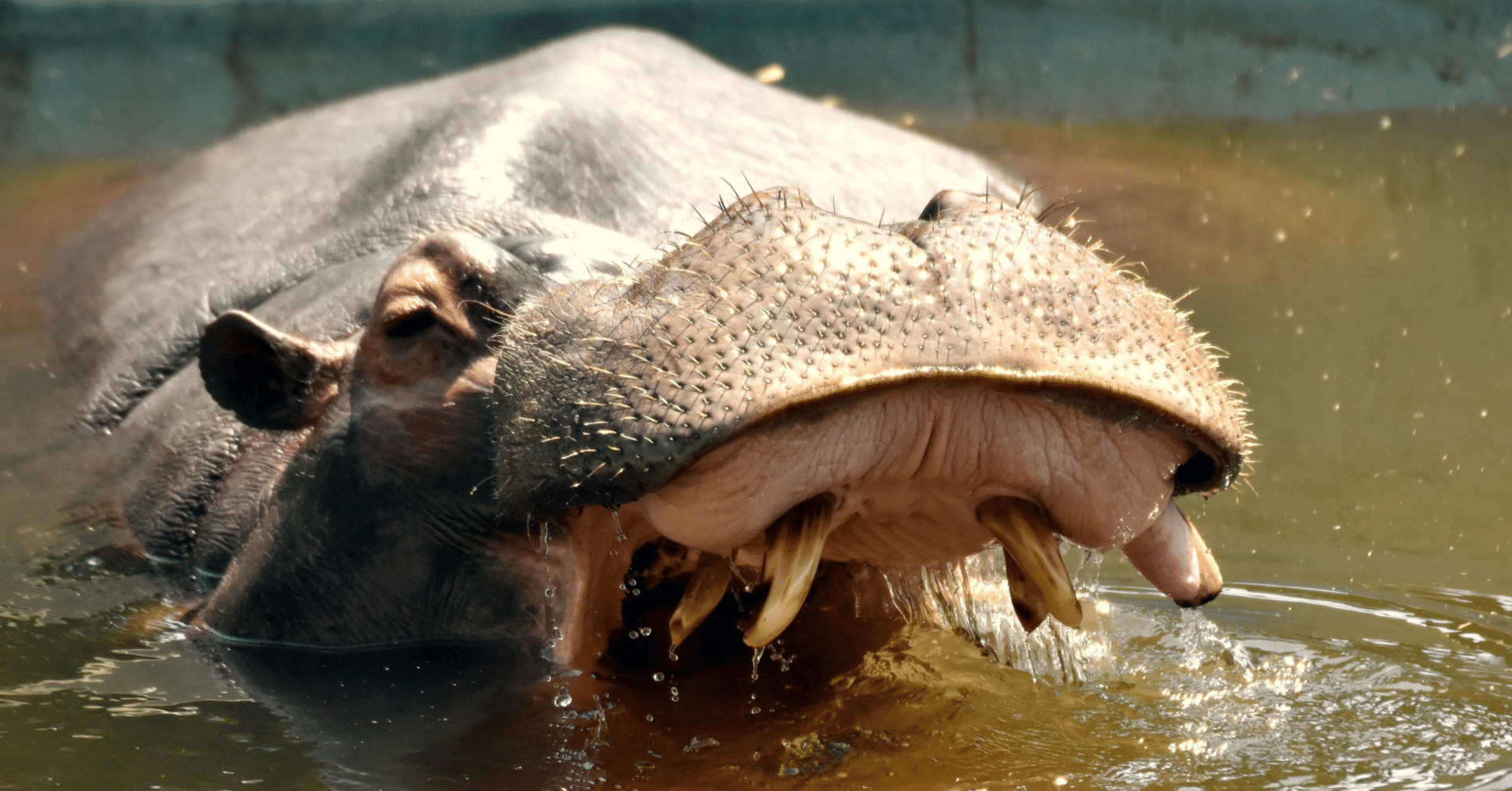 クジラの歯？カバ牙？-