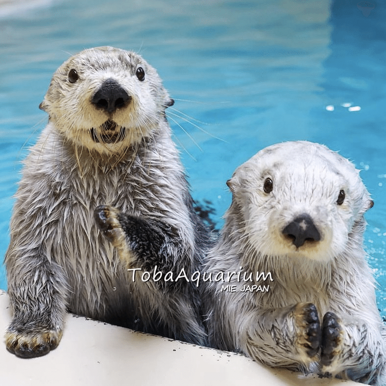 鳥羽水族館 メイちゃんキラちゃんマリンワールド リロくんラッコ