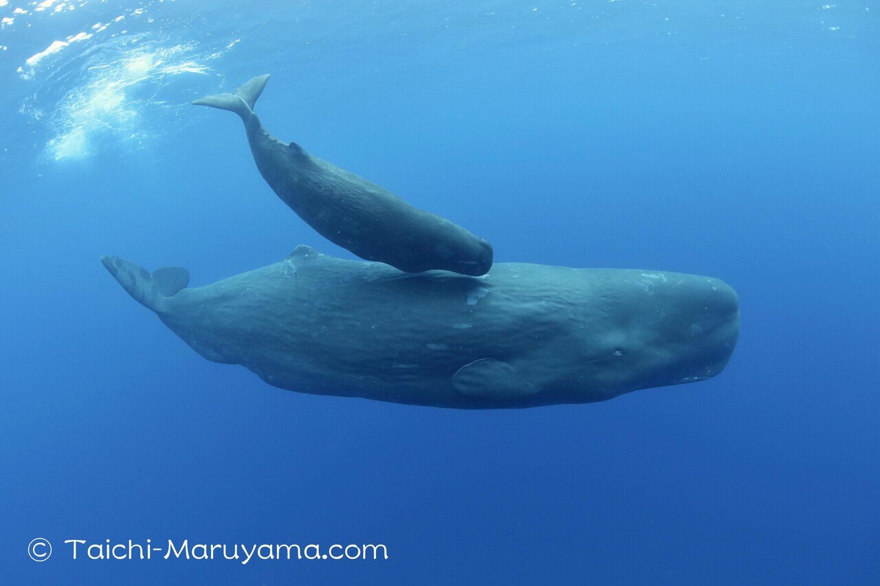 北大西洋クジラはサイズが縮小し、子クジラの数も減少しています。この背後には何があるのでしょうか？