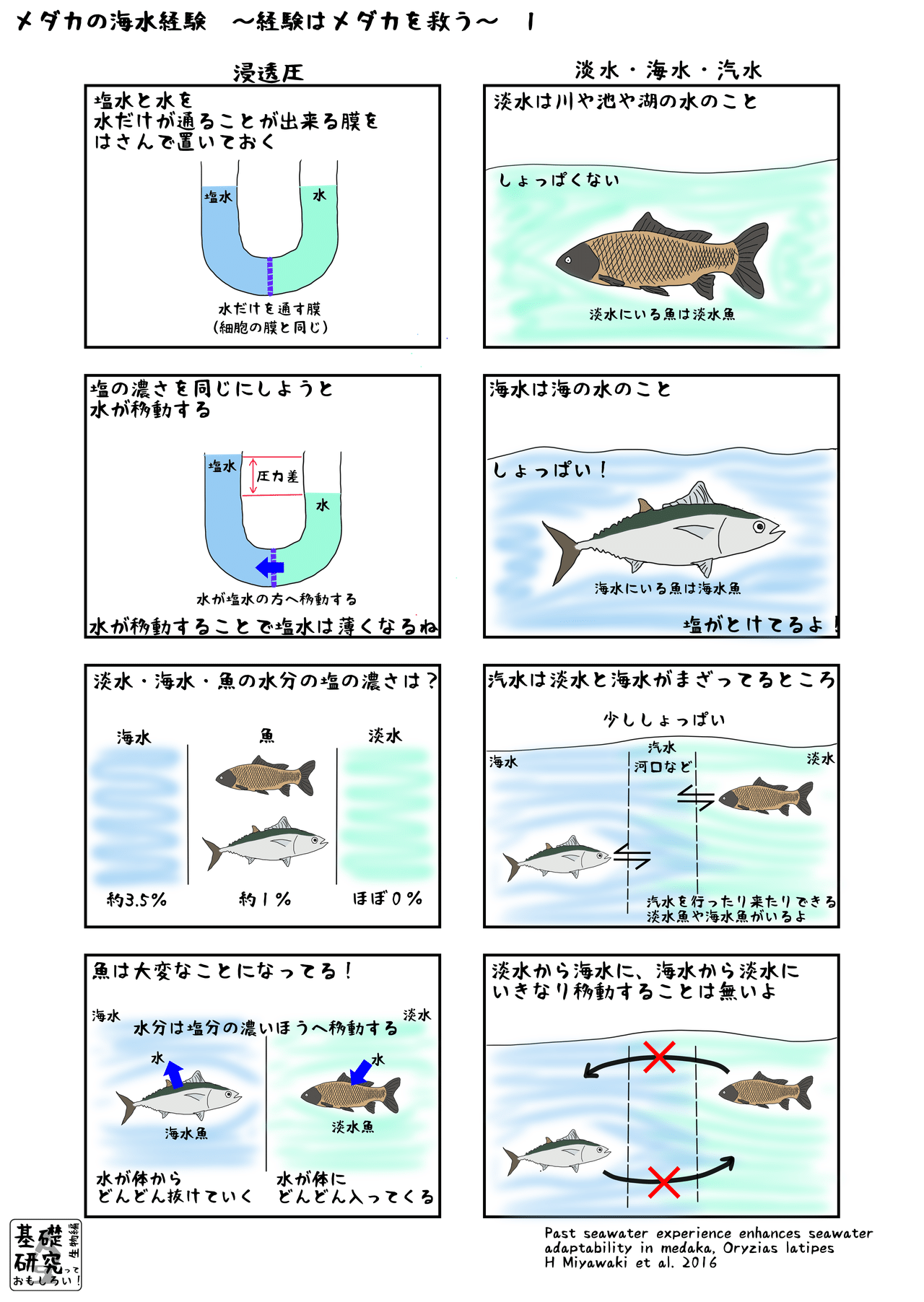 メダカの海水経験 経験はメダカを救う Page 1 かわいせーざん