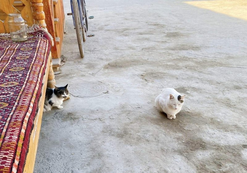地面に座る2匹の猫