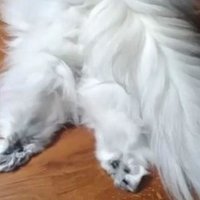 マロニエ王国の七人の騎士の感想 まきよめ Note