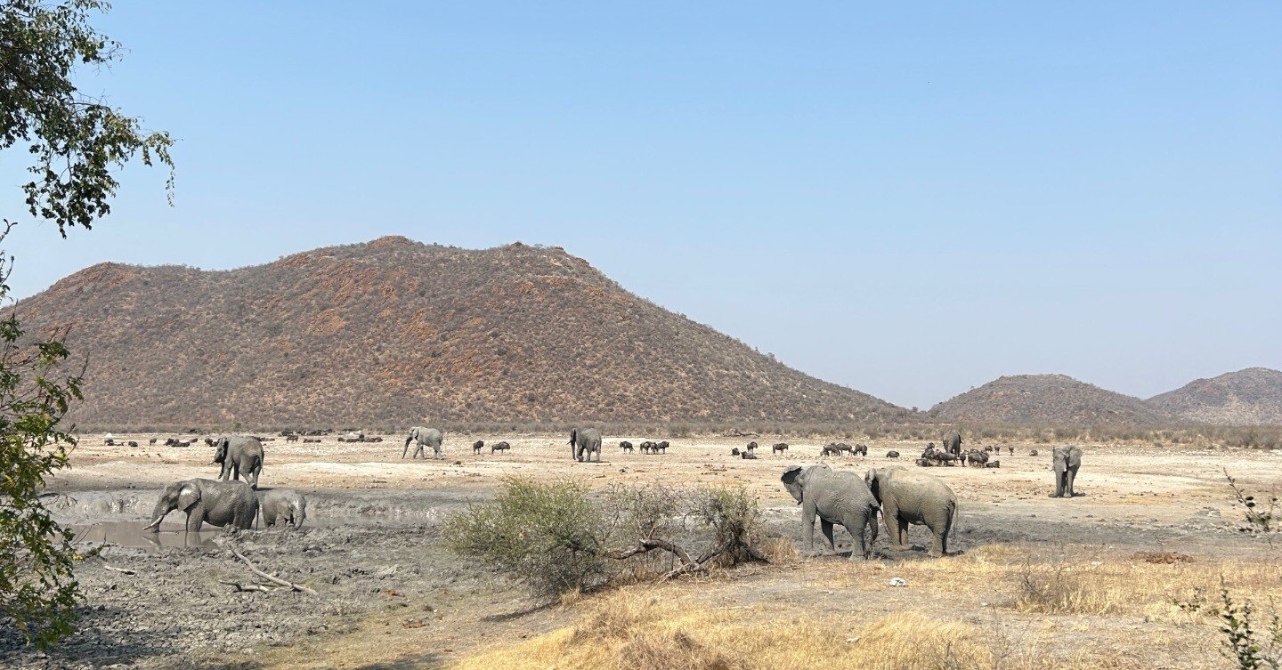 ついに野生の王国に行ってきた！(南アフリカ)｜微笑む宝石