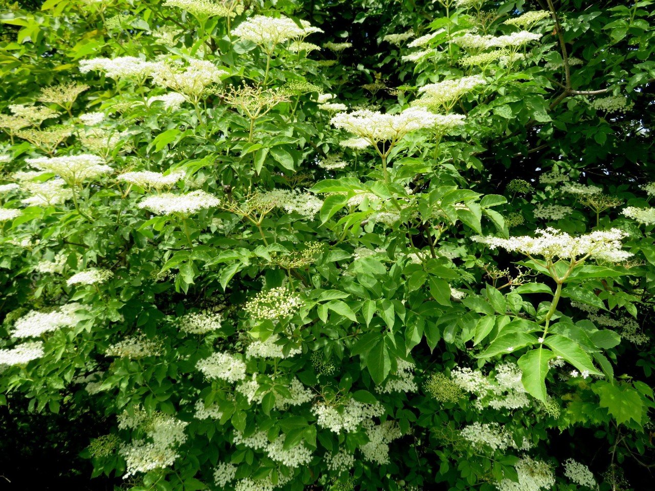 ニワトコ セイヨウニワトコ｜Eiko Toda