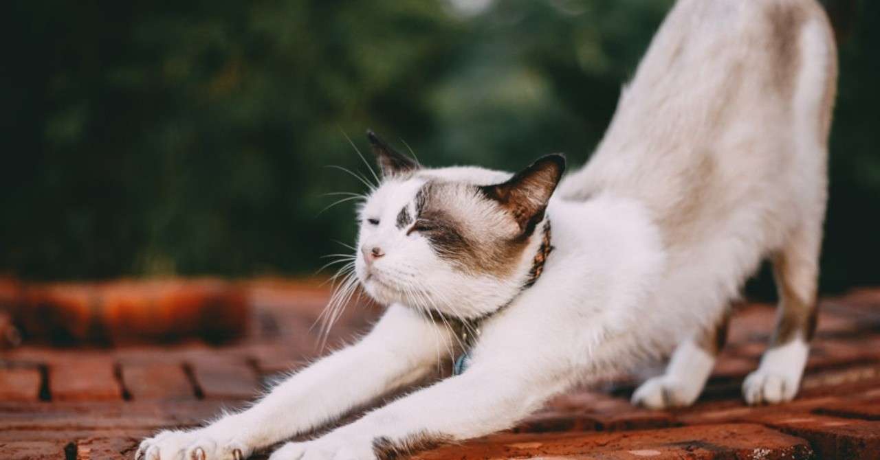 柔軟を始めたのでメリットをまとめておく 継続のためにも Aki 学習のアーティスト Note