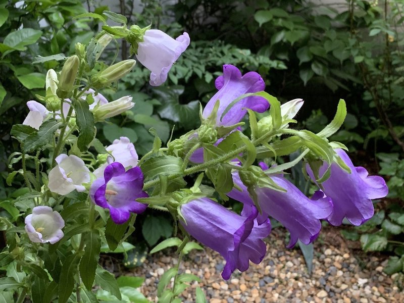 カンパニュラの花と 5月の動き 平屋私庭日記 １９ ライツ社