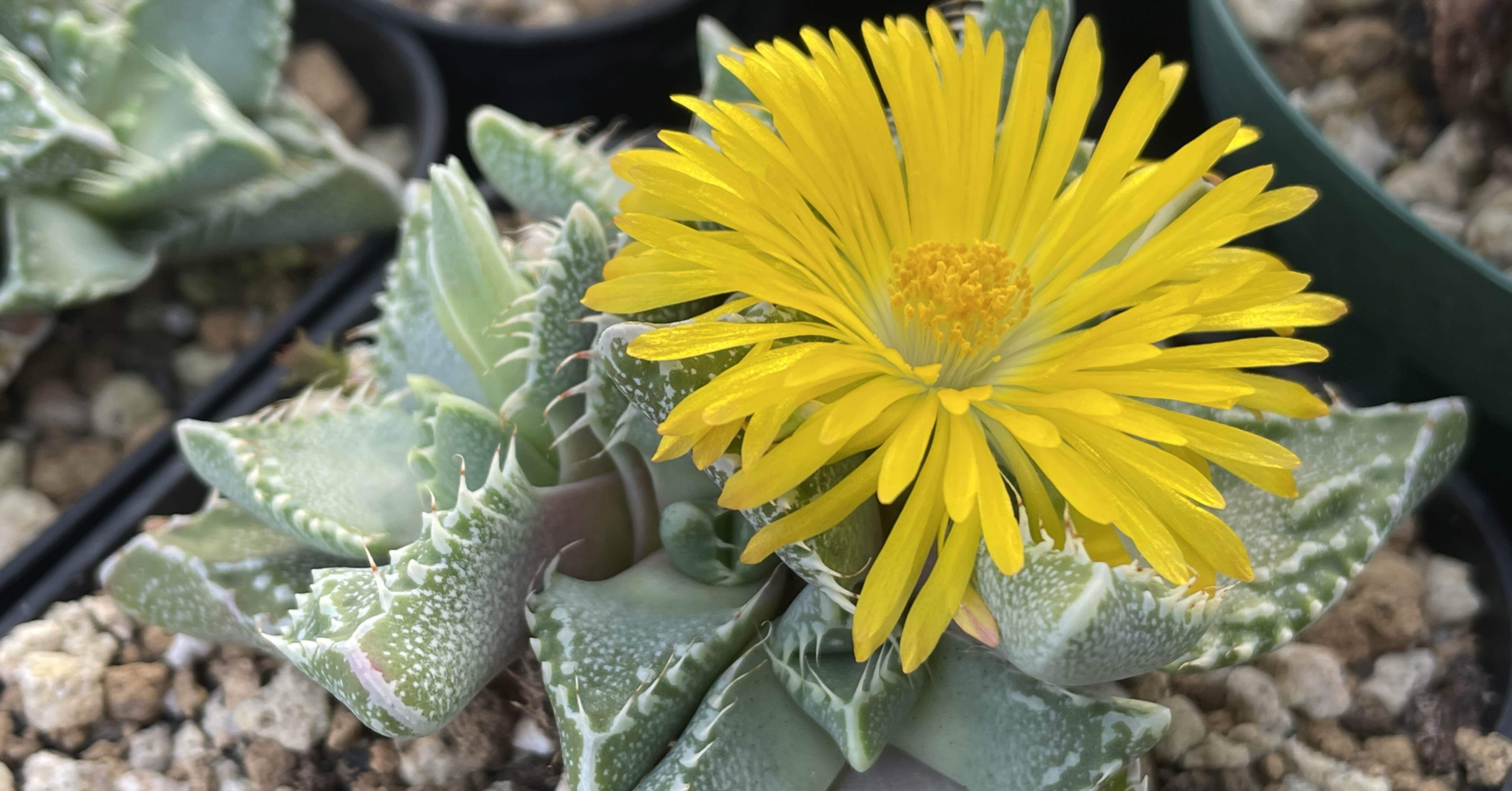 塊根・多肉植物のブームと園芸という趣味の持続性の話｜ミウラタカオ