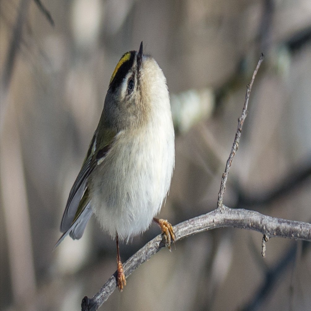 シカゴでバードウォッチング！】ちっちゃくてかわゆい！｜ローリー