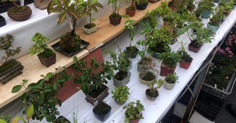 まめ盆パラダイス 400年続く植木市がじょもろかった件 かけるの あいら部さがしツアー おせっかい社かける Note まめ盆パラダイス 400年続く植木市がじょもろかった件 かけるの あいら部さがしツアー おせっかい社かける Note