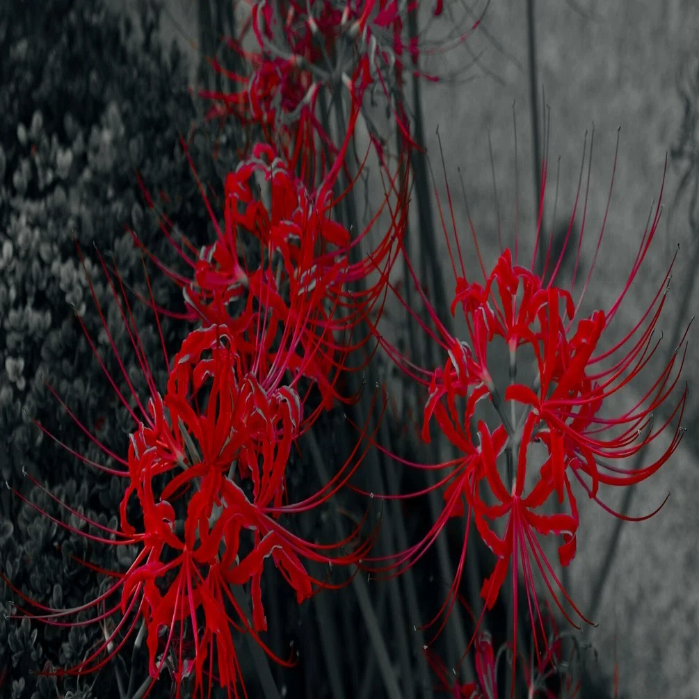 Rosso Nero 〜赤と黒（素人がプロなるための260週の記録）｜Hide_K_PHOTO