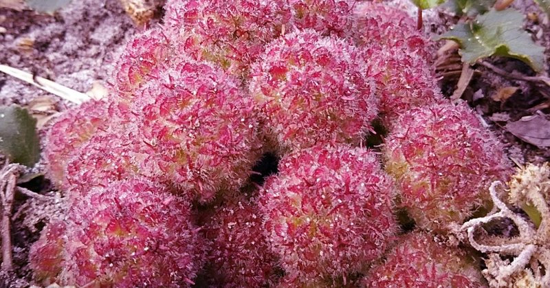 5月26日第３弾 砂浜で見つけた毛糸のポンポンのような物 なんなんだ スー Note